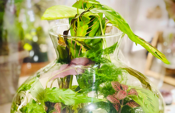 tailler terrarium