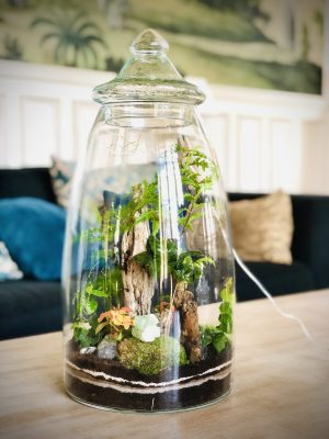 Le majestuosa jusgle vegaholy terrarium