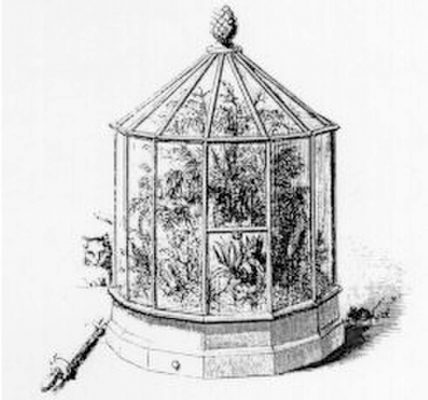 article-blog-histoire-terrarium-2