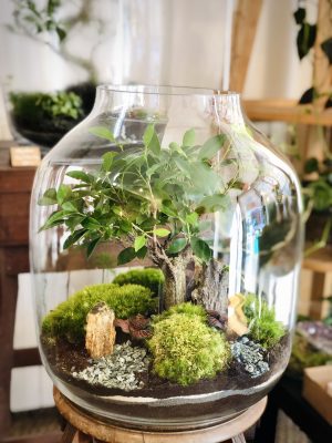 be grounded vegaholy terrarium compiegne