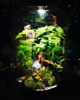 le majestuosa forest vegaholy terrarium