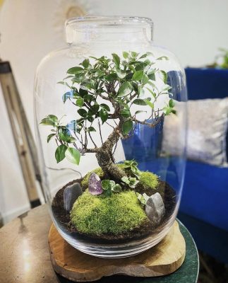 majestuosa vegaholy terrarium