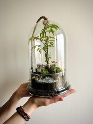 terrarium cloche pour atelier team building