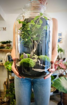 terrarium vegaholy zen